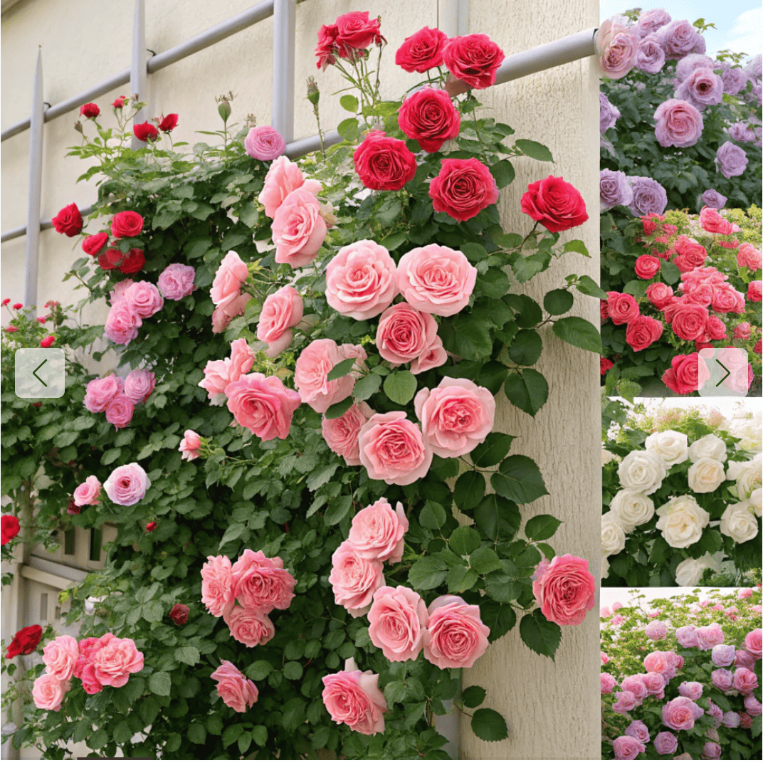 Graines de roses Grimpantes Oliara 🌸 Prix régulier