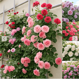 Graines de roses Grimpantes Oliara 🌸 Prix régulier