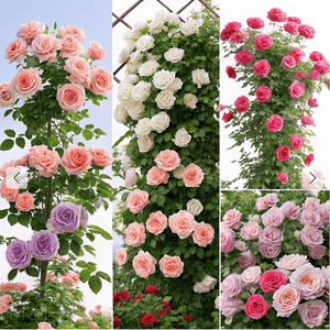 Graines de roses Grimpantes Oliara 🌸 Prix régulier