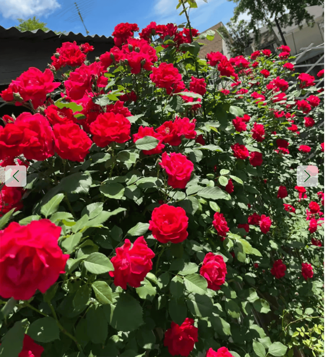 Graines de roses Grimpantes Oliara 🌸 Prix régulier